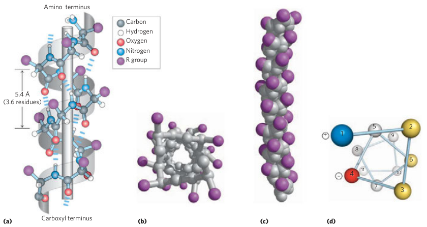 Alpha Helix Structure Part 1