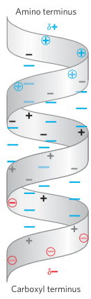 Alpha Helix Structure Part 2
