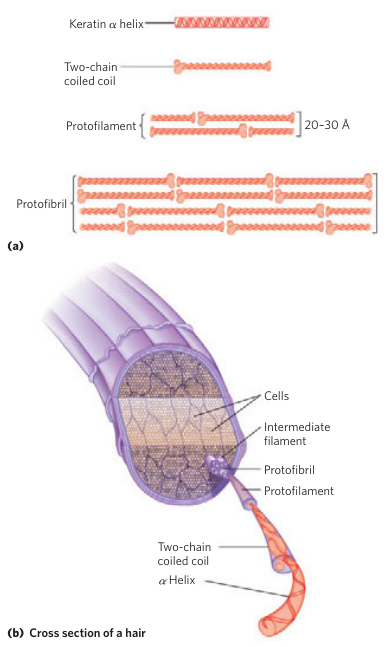 Alpha Keratin Structure