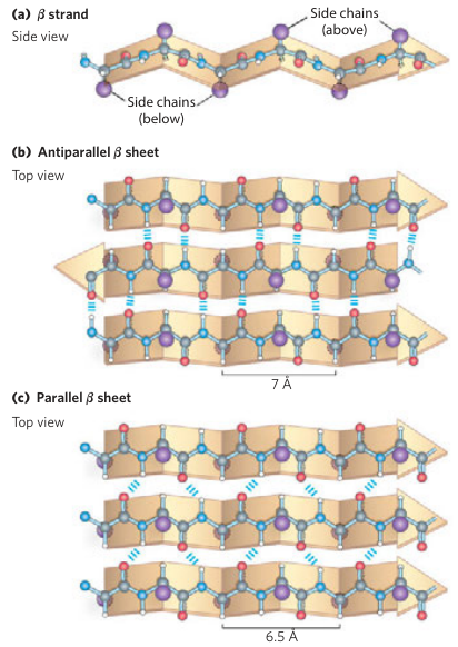 Beta Sheet Structure
