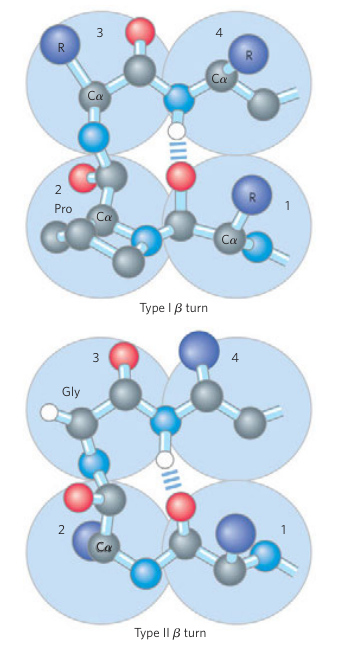 Beta and Gamma Turns