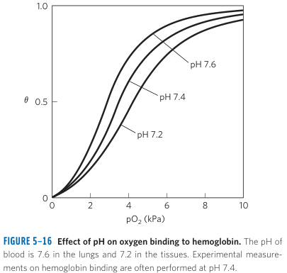 The Bohr Effect on Oxygen Binding