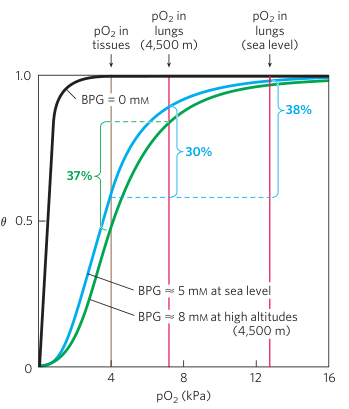 Effect of BPG on Oxygen Binding Part 1
