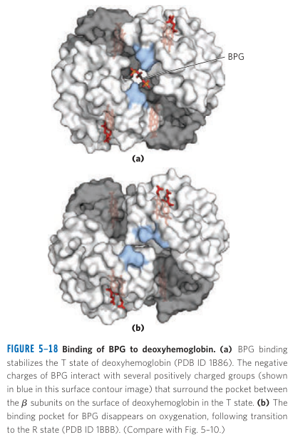 Effect of BPG on Oxygen Binding Part 2
