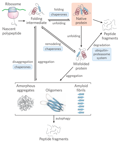 Chaperone Proteins Mechanism Part 1