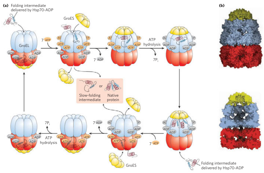Chaperone Proteins Mechanism Part 2