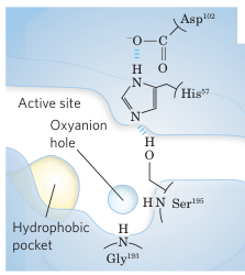 Active Site of Chymotrypsin