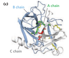 Structure of Chymotrypsin