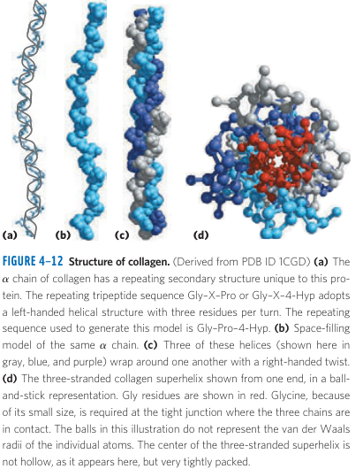 Collagen Triple Helix Structure