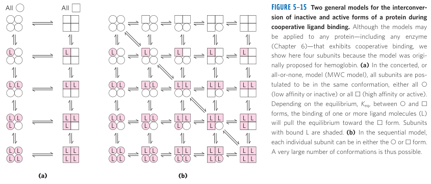 Concerted vs Sequential Allosteric Models
