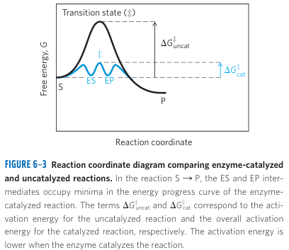 Lowering Activation Energy by Enzyme Catalysis