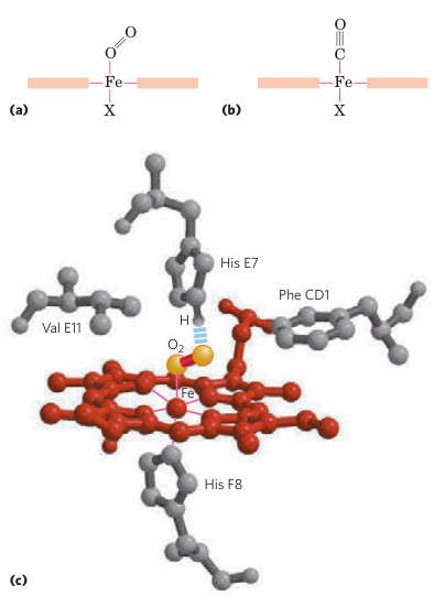 Iron Coordination Bonds in Heme