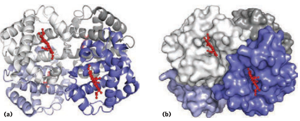 Quaternary Structure of Hemoglobin Part 1
