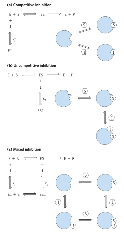 Types of Enzyme Inhibition
