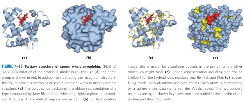 Myoglobin Structure Part 1