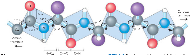 Amino Acid Rotation Angles