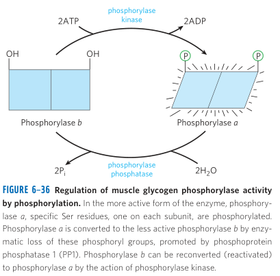 Phosphorylation and Bulky Phosphate Group